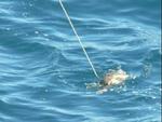 Et usandsynligt uheld. En lille havskildpadde rammer en tynd stålwire midt i det Indiske Ocean. Foto: Lee Miller 