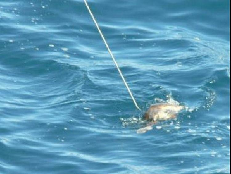 Et usandsynligt uheld. En lille havskildpadde rammer en tynd stålwire midt i det Indiske Ocean. Foto: Lee Miller 