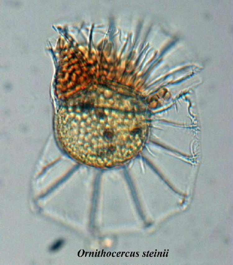 Denne dinoflagellat er en brøkdel af en millimeter stor og er både dyr og plante. Det røde er dyrets egen algehave. Foto: Niels Daugbjerg 