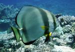 En undersøgelse har vist, at flagermusfisken er den eneste af 27 slags fisk, som kan  fjerne skoven af alger fra The Great Barrier Reef. 