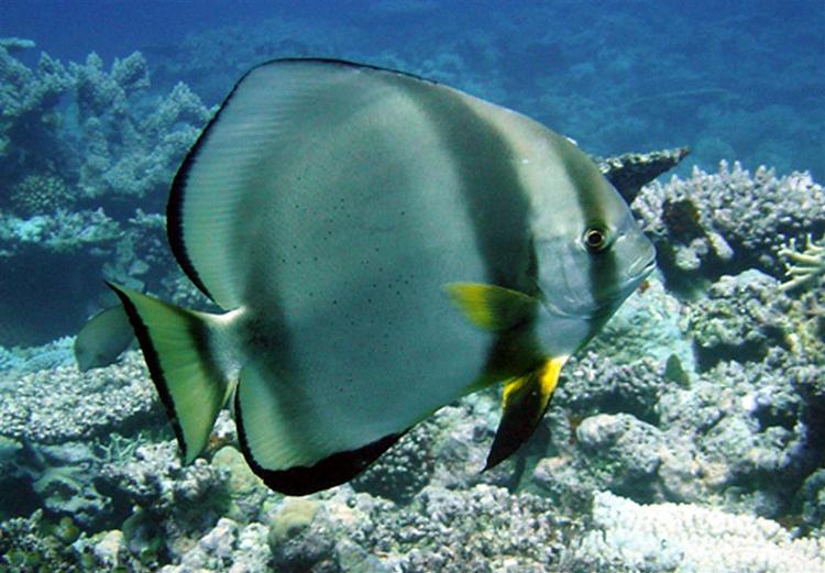 En undersøgelse har vist, at flagermusfisken er den eneste af 27 slags fisk, som kan  fjerne skoven af alger fra The Great Barrier Reef. 