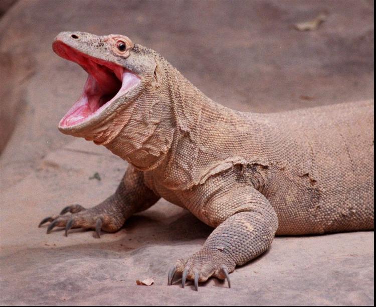 Det er første gang, at en komodohun venter unger uden at have haft nærkontakt med en han. 