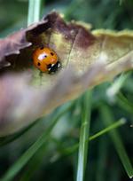 Historien om insekternes tilblivelse skal måske nu skrives om. 