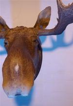 Elgene i Sverige og Norge er hårdt ramt af eftervirkningerne af flue-angreb. 