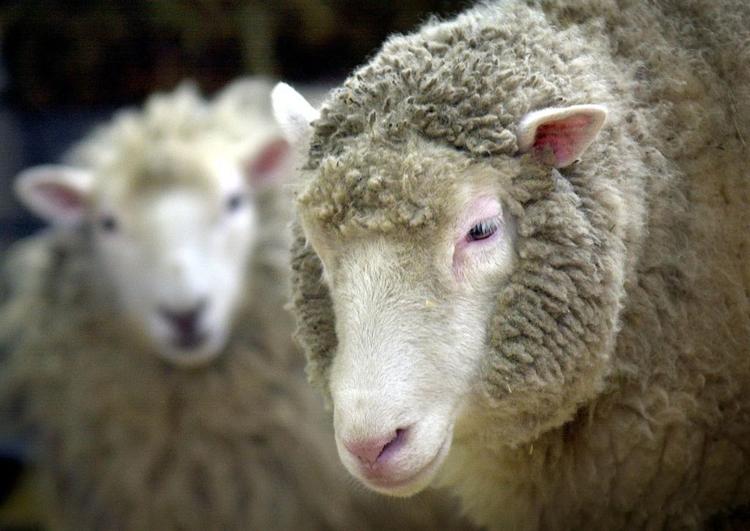 Et får - dog ikke dette - blev for nylig groift mishandlet af en flok drenge. 
