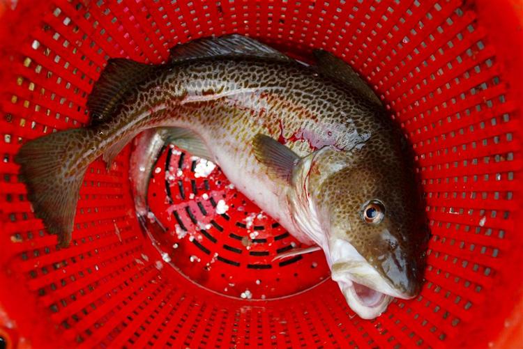 Fiskerne har bytte sig til en større torskekvote, og der er fanget rigeligt af fisken før nytår. 