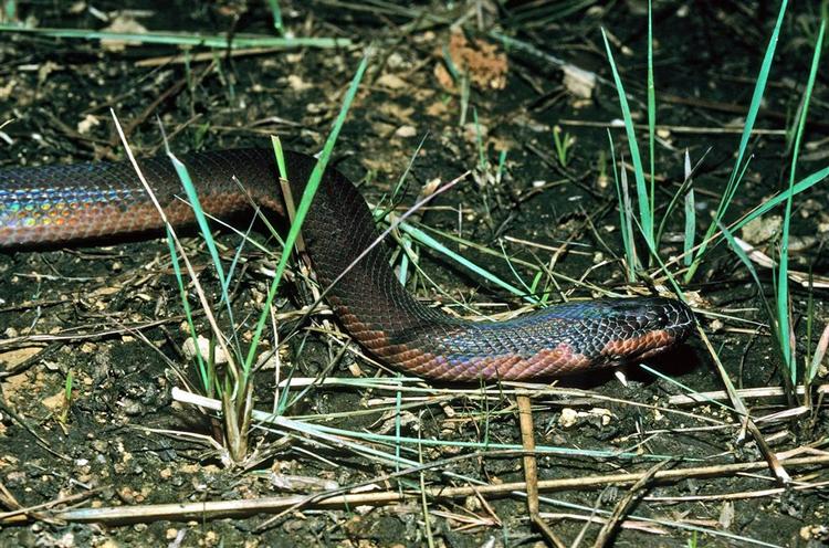 Slangers følsomme væsen kan være med til at forudsige jordskælv. Her er det en slange på Borneo. 