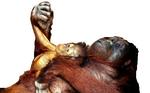 Familie. Orangutangen er en fjern fætter til mennesket. Vores fælles forfader levede for 12 millioner år siden. Foto: Brakefield Photo 