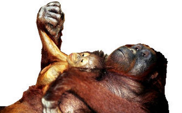 Familie. Orangutangen er en fjern fætter til mennesket. Vores fælles forfader levede for 12 millioner år siden. Foto: Brakefield Photo 