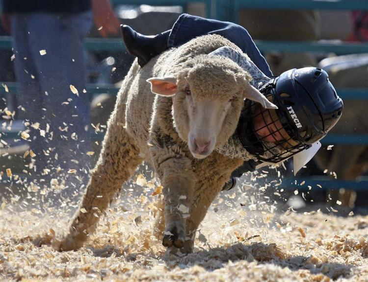 Dyr som får kan være genstridige, især når de skal slagtes. Fåret på billedet er dog fra Arizona og skal ikke slagtes forløbig. 