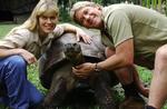 Terri og Steve Irwin arbejdede tæt med alverdens dyr - som skildpadden her på arkivbilledet. 