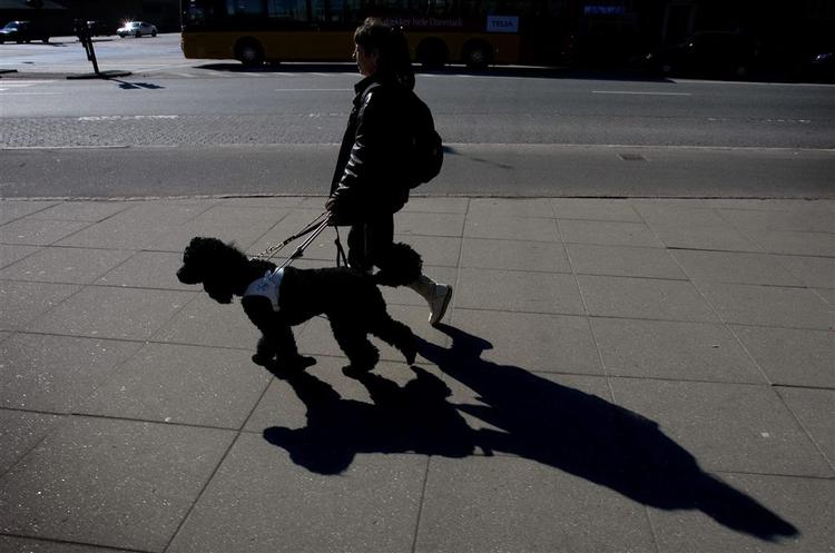 Amerikanske taxichauffører afviser hunde og kunder med vinflasker. 