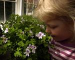 For fremtiden vil blomsterne svare tilbage, når man snakker med dem. 