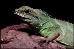 Zoologisk Have