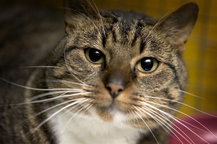 Katten her er ikke ejer af et kreditkort - den er fra Inges Kattehjem i Glostrup. 
