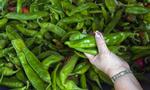 videnskabsfolk har opdaget at jalapenopeber indeholder et særligt stof, som kan dræbe kræftceller. 