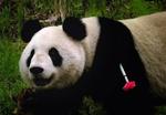 Denne kæmpepanda er fra den kinesiske provins Sichuan, hvor godt 1.600 eksemplarer af racen lever frit. 