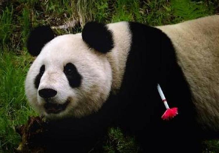 Denne kæmpepanda er fra den kinesiske provins Sichuan, hvor godt 1.600 eksemplarer af racen lever frit. 