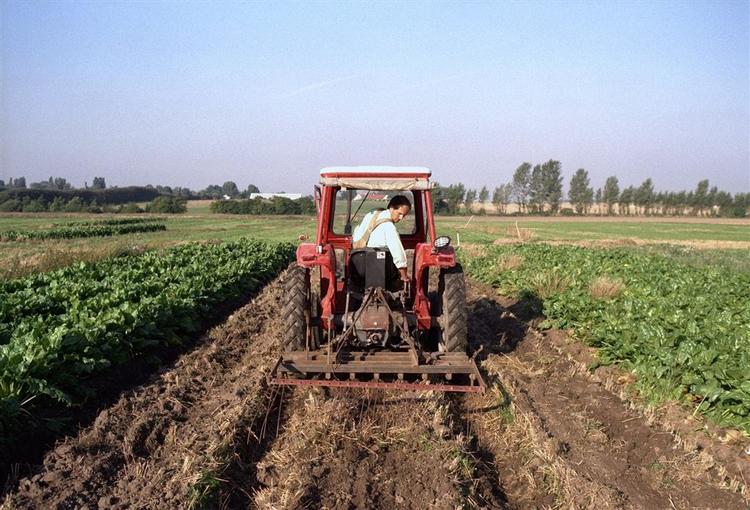 Der er god økonomi i økologisk produktion. 