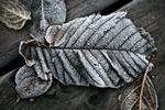 Frost