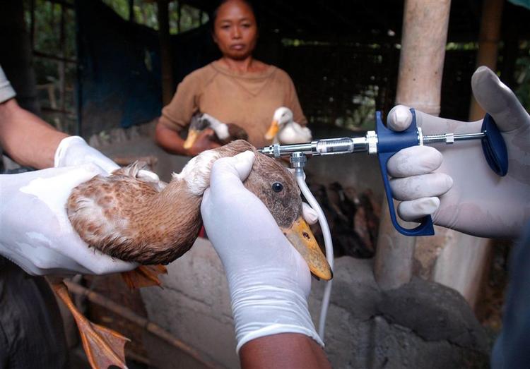 En and vaccineres i Indonesien i et forsøg på at undgå fugleinfluenza. Forskere er nu ved at genskabe en gammel dødbringende virus til brug for kampen mod fugleinfluenza. 