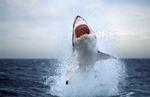 SOUTH AFRICA SHARK ATTACK
