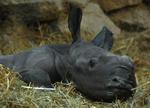 HUNGARY NEW BORN RHINO
