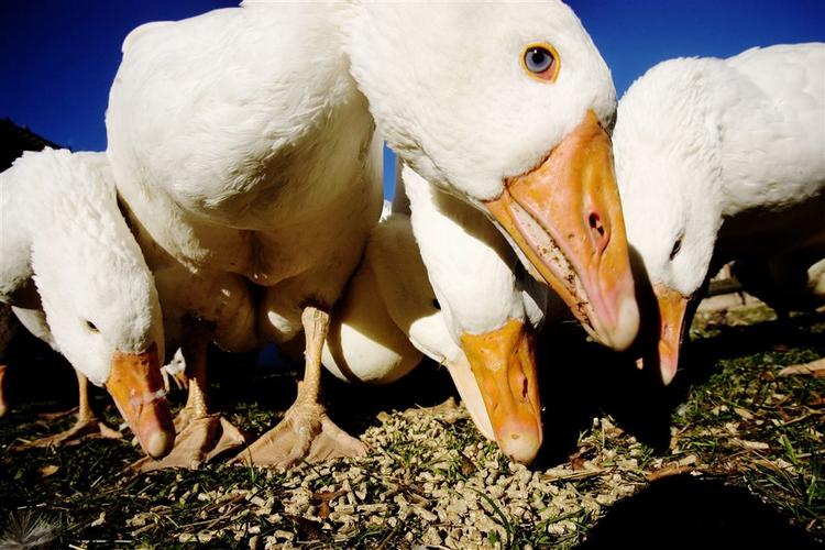 3.000 gæs er slået ned på farm i Ungarn efter, der er blevet konstateret fugleinfluenza. 