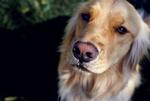 Den colombianske narkohund Agata er så god til sit job, at hun har modtaget en dødstrussel. Hunden på fotoet er en civil retriever fra arkivet. 