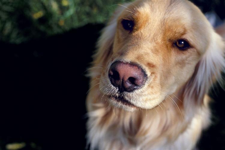 Den colombianske narkohund Agata er så god til sit job, at hun har modtaget en dødstrussel. Hunden på fotoet er en civil retriever fra arkivet. 