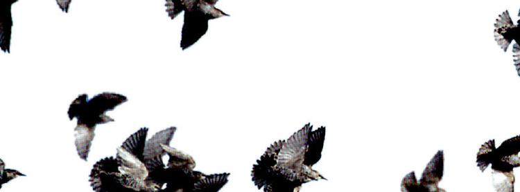 Luft under vingerne. Stæreflok på vej mod Sydeuropa. Forsøg med forflytning af stære danner grundlag for, hvordan vi almindeligvis tror, at unge fugle finder deres vinterkvarter. Foto: Jens Jørgen Andersen 