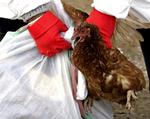Det ungarske udbrud af fugleinfluenza var den farlige variant, H5N1. 