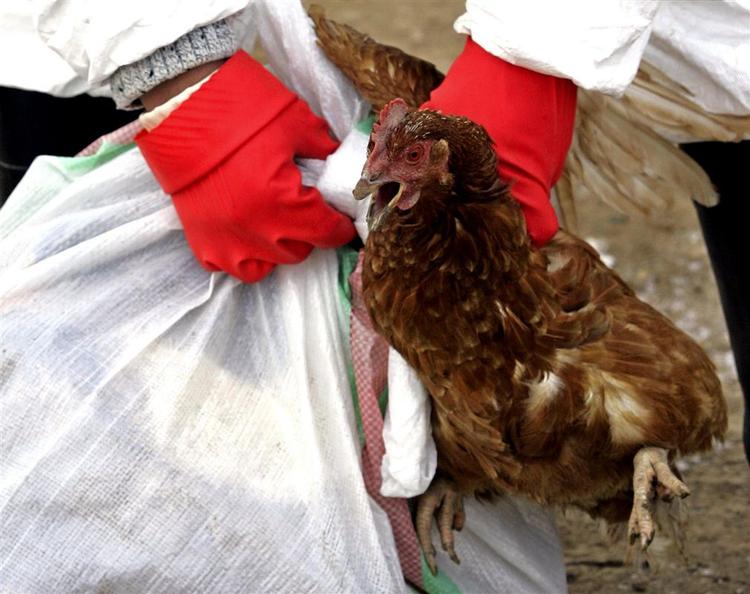 Det ungarske udbrud af fugleinfluenza var den farlige variant, H5N1. 