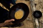 Brazil Amazon Gold Rush