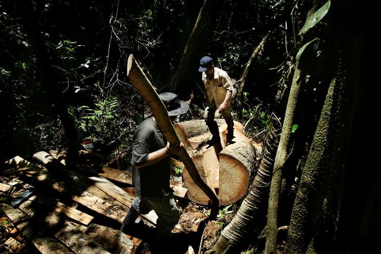 Gennem den danske organisation Nepenthes eksporteres miljøcertificeret tropetræ fra for eksempel Honduras til supermarkedskæden Coop i Danmark. 
