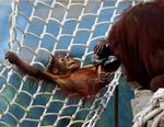 Skovrydningen truer orangutangerne. 