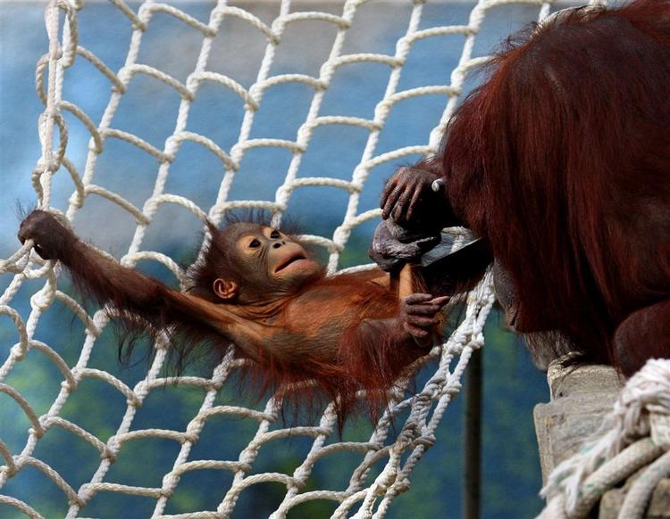 Skovrydningen truer orangutangerne. 
