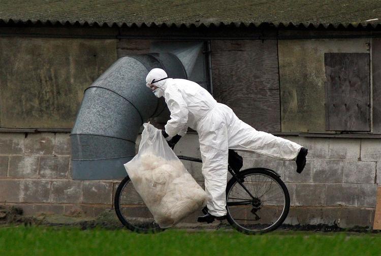 En britisk dyrlæge er indlagt til observation for fugleinfluenza, efter at have været i kontakt med smittede kalkuner i det nordøstlige England. 