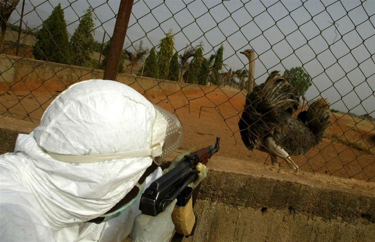 Det første menneske er død af fugleinfluenza i Nigeria. Det bekræfter WHO i dag 