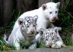 Tre hvide tigerunger så i går dagens lys i en argentinsk zoologisk have. 