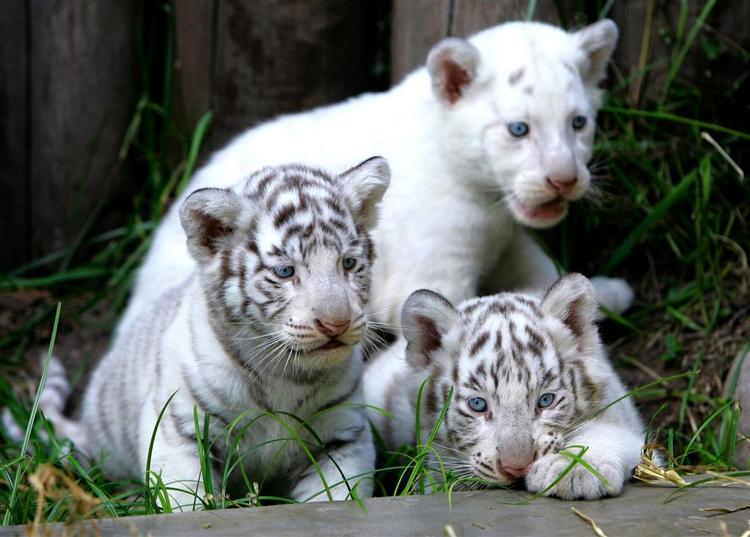Tre hvide tigerunger så i går dagens lys i en argentinsk zoologisk have. 