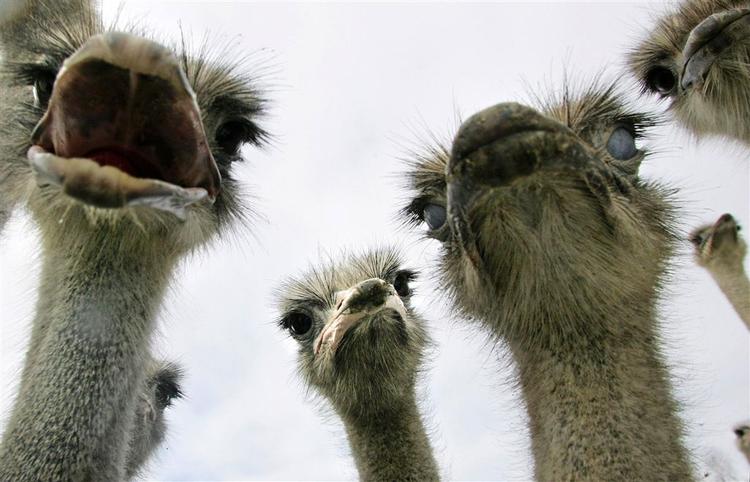 Der bliver færre store fugle i Afrika, som tiden går. Bl.a. strudse er truet på livet. 