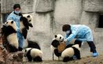 Dyrepassere tager sig af nogle af pandaungerne i Giant Panda Breeding Center i Chengdu, Kina. 