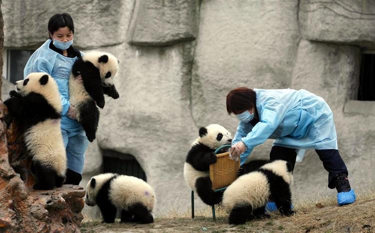 Dyrepassere tager sig af nogle af pandaungerne i Giant Panda Breeding Center i Chengdu, Kina. 