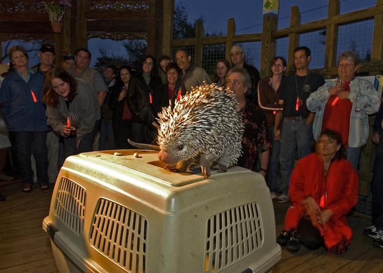 I Tampas zoologiske have åbnes dørene omkring Valentins dag for et voksent publikum, der får fascinerende oplysninger om dyrenes sexliv. Blandt andet om det forsigtige sexliv et pindsvin har sig. 