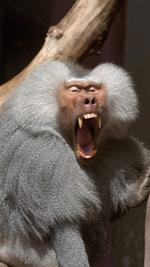 Bavianer er kloge, og derfor stresser de ligesom mennesker gør. 