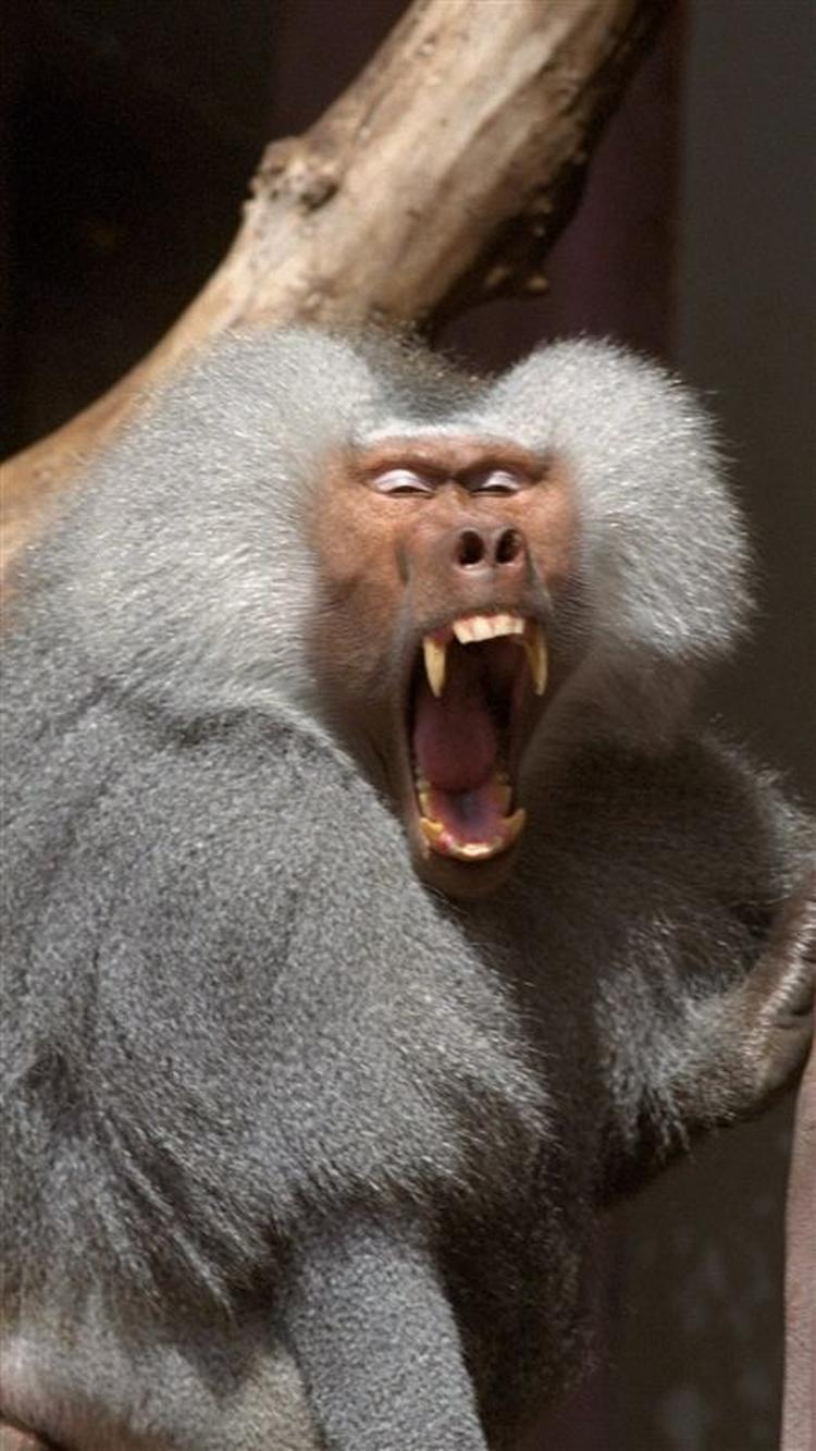 Bavianer er kloge, og derfor stresser de ligesom mennesker gør. 