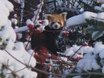 En af de røde pandaer, der fik sig et sneeventyr. 