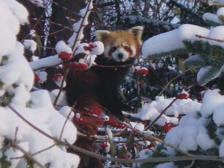 En af de røde pandaer, der fik sig et sneeventyr. 