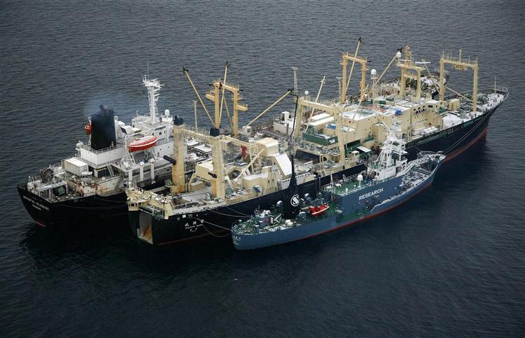 Det forulykkede japanske hvalskib Nisshin Maru med et ledsagefartøj på hver side 